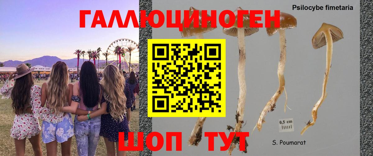Магадан  Галлюциногенные грибы Cubensis  Вход с VPN 
